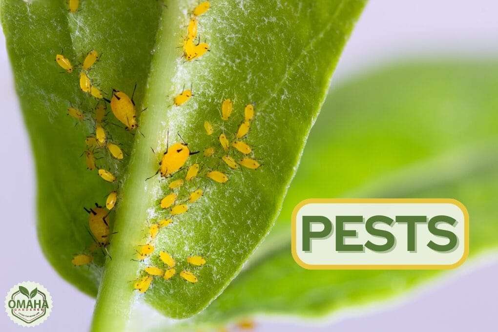 Close-up of a plant leaf infested with small yellow aphids. The word "PESTS" is prominently displayed on the right side of the image. omahagardener.com