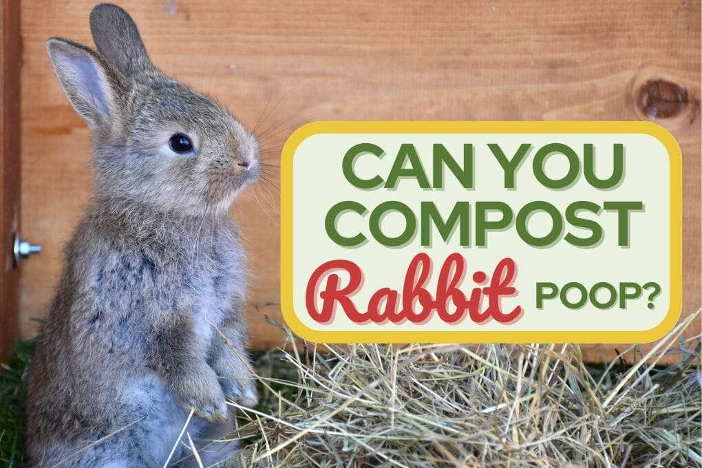Rabbit no og