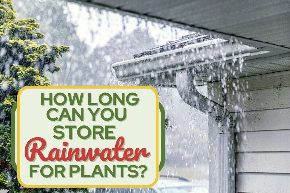 How Long Can You Store Rainwater for Plants? 1 Rainwater no og