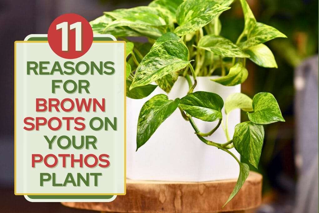 Reasons for Brown Spots on Your Pothos Plant no og