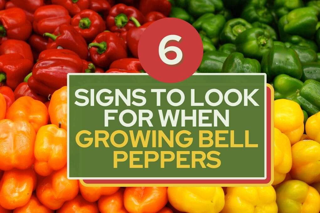 Signs To Look For When Growing Bell Peppers no og