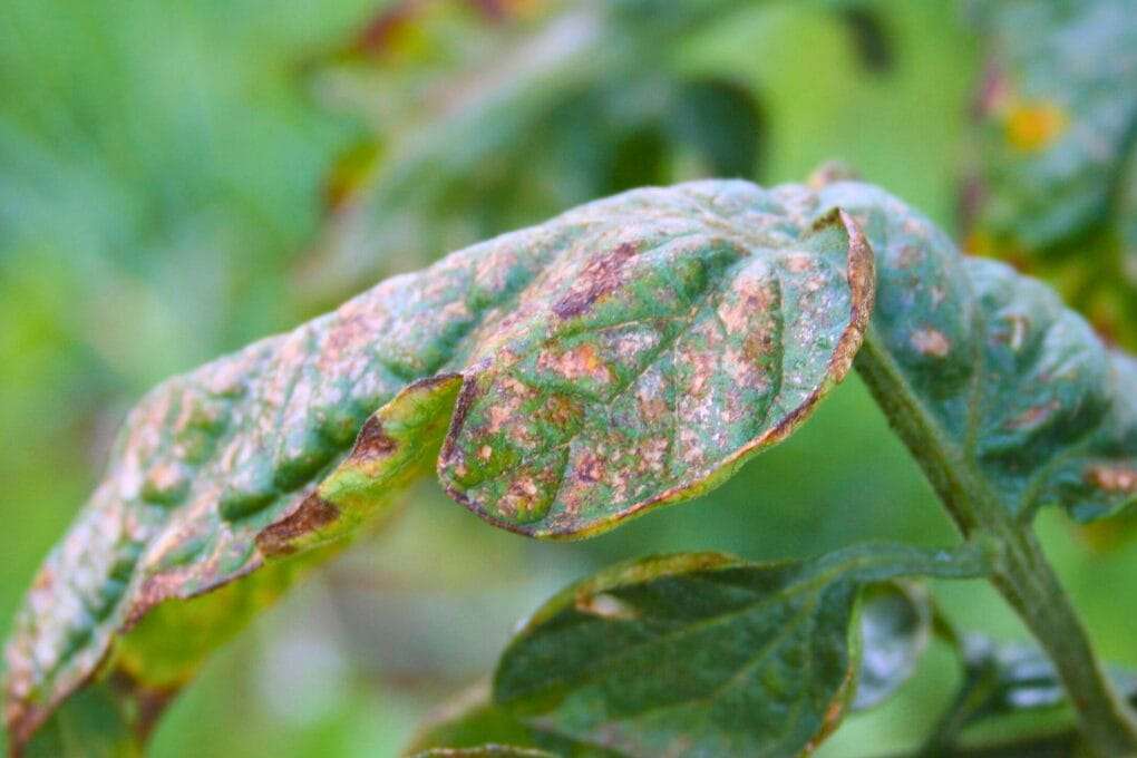A close-up of a mustard greens leaf with brown, yellow, and black spots indicating signs of disease or damage, set against a blurred green background. omahagardener.com