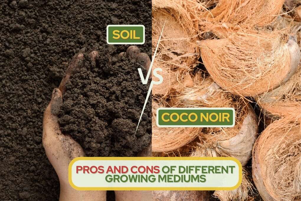 soil vs coco noir og