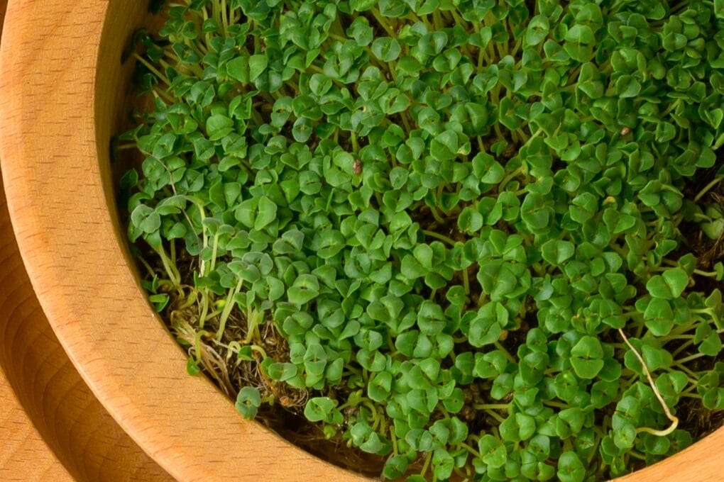 Chia Microgreens