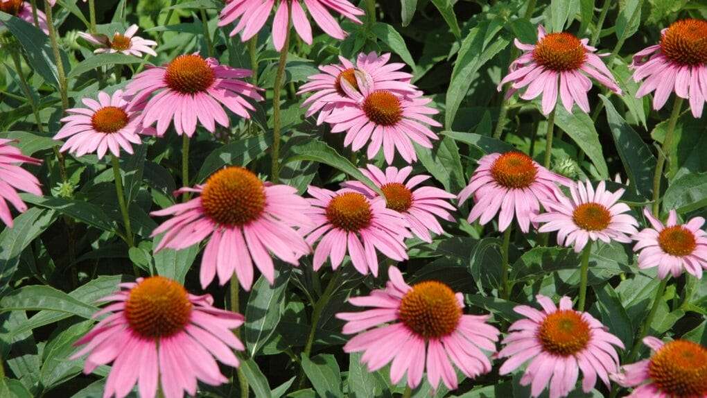 Echinacea