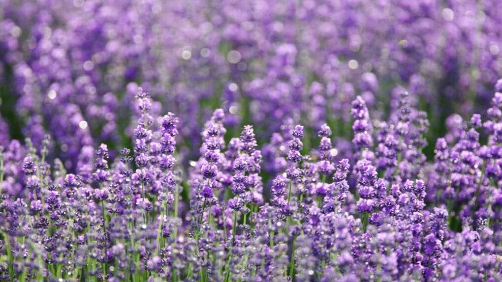 Lavender