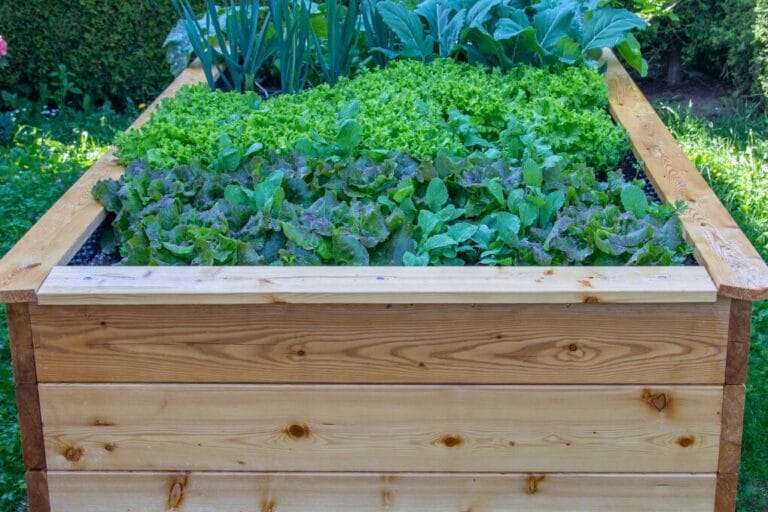 A wooden raised wicking garden bed filled with various leafy greens and vegetables. omahagardener.com