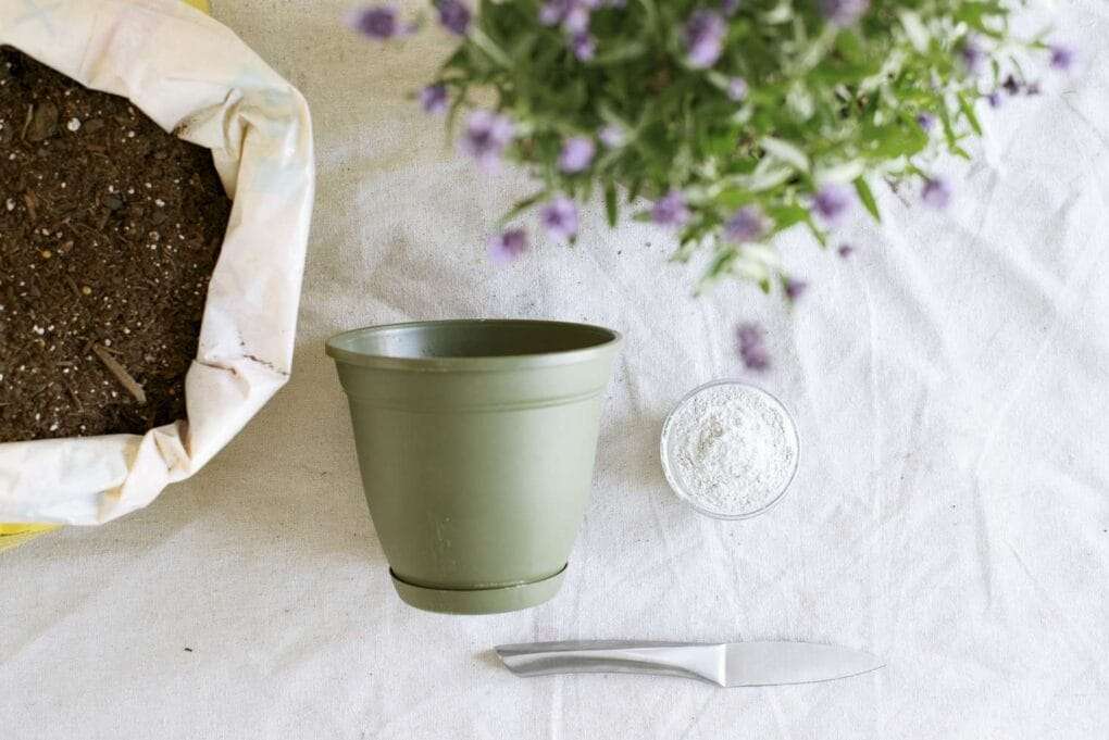 How to Propagate Lavender in 7 Easy Steps