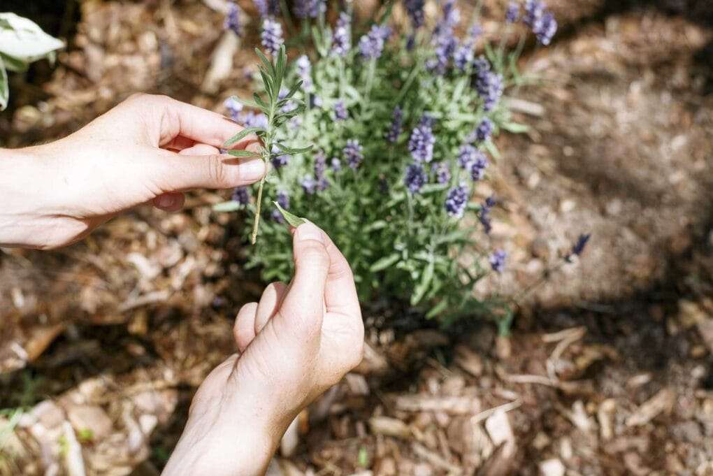 How to Propagate Lavender in 7 Easy Steps