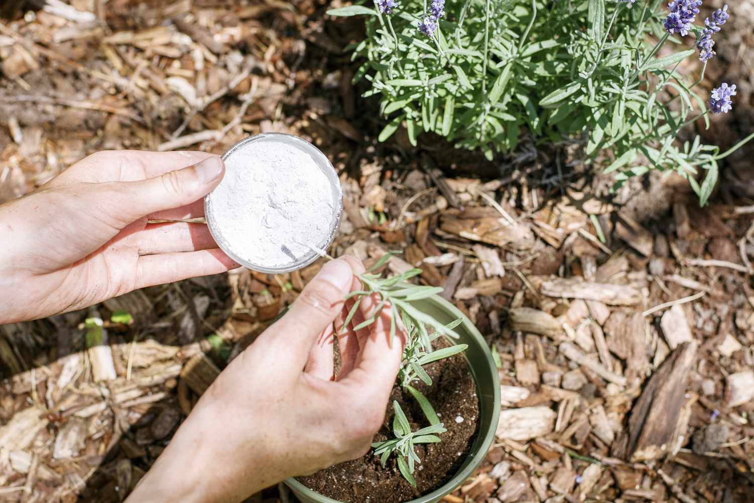 How to Propagate Lavender in 7 Easy Steps