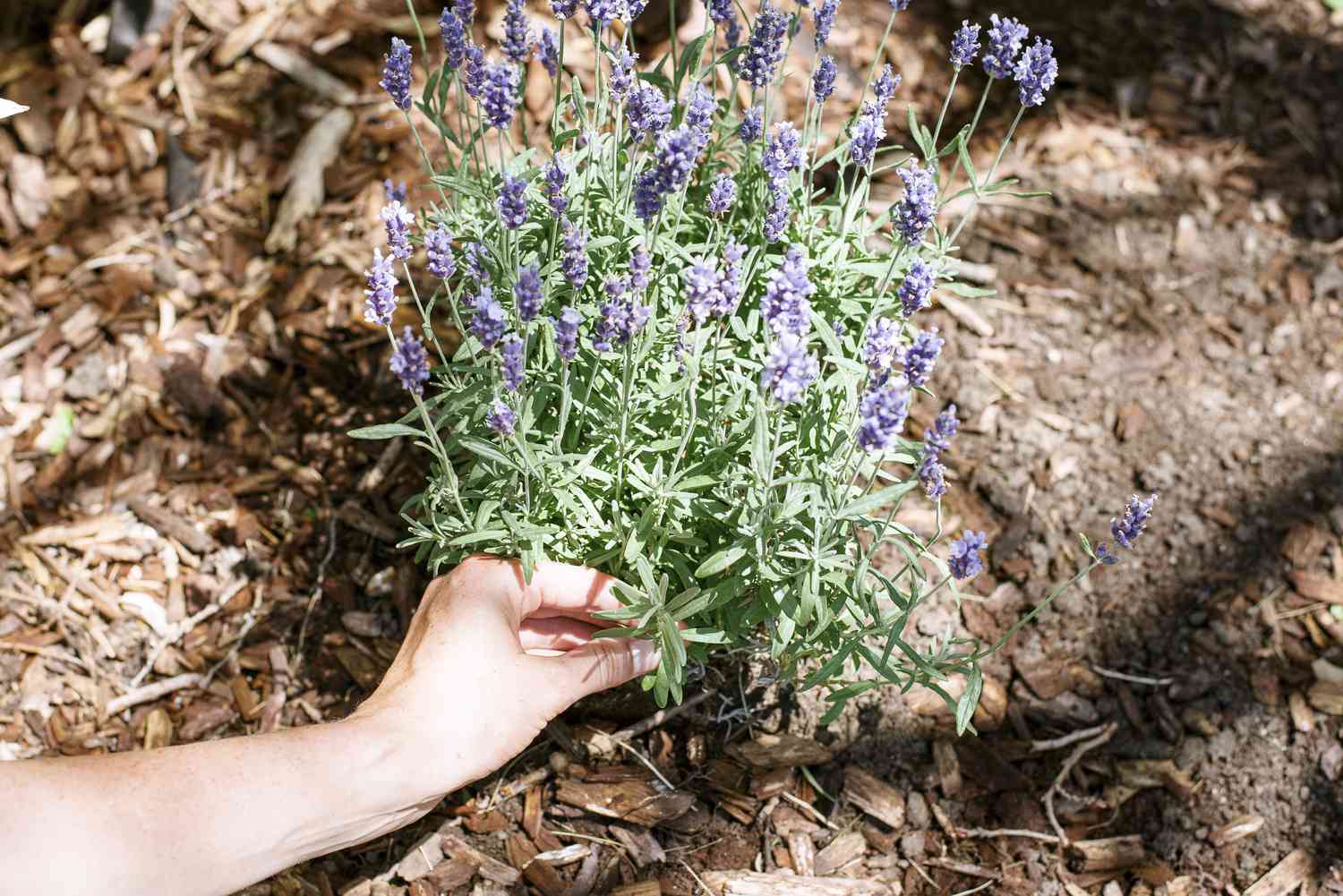 A hand is gently holding a blooming lavender plant growing in a garden bed covered with brown mulch. Sunlight illuminates the plant and the surrounding soil. omahagardener.com