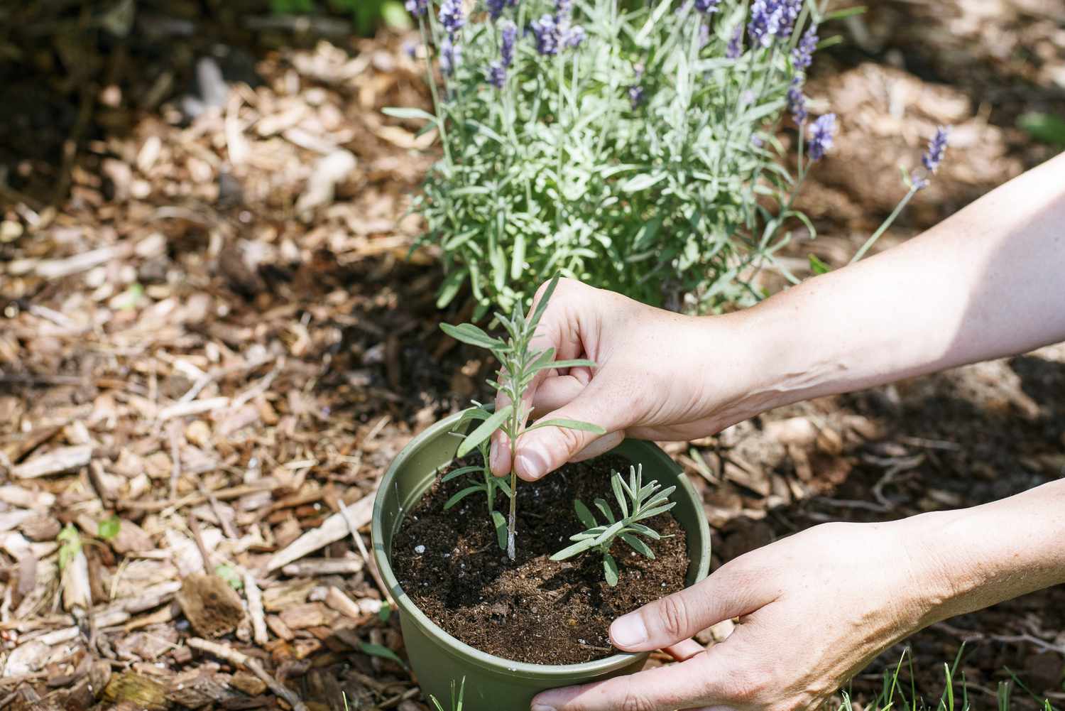 How to Propagate Lavender in 7 Easy Steps