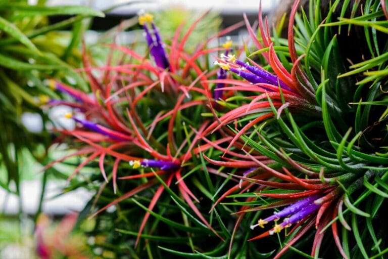 Close-up of vibrant Tillandsia with spiky green leaves and colorful red and purple flowers. omahagardener.com