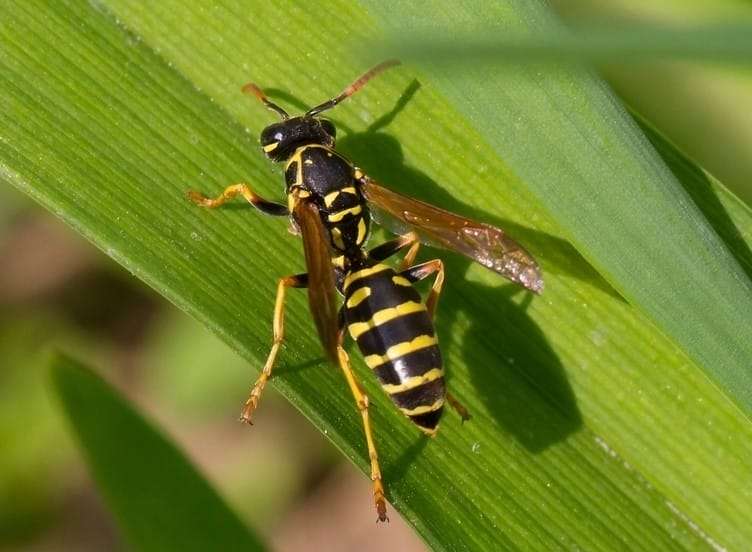 Does Pine Sol Keep Wasps Away? + Alt. Hacks