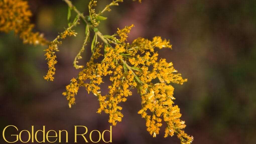 Golden Rod
