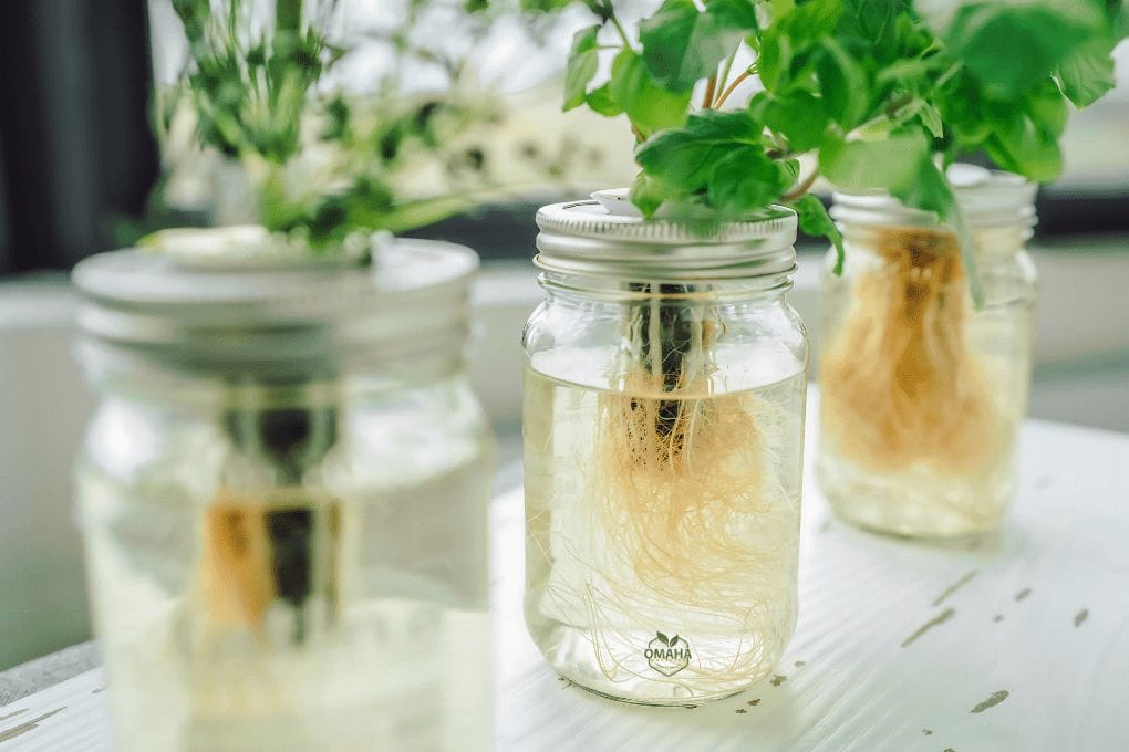 Three mason jars filled with water hold green plants with visible roots, set on a white surface in natural light—ideal for monitoring ph up or ph down to prevent bad-smelling hydroponics water. omahagardener.com
