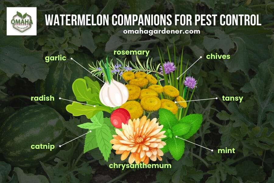 Watermelon companions for pest control