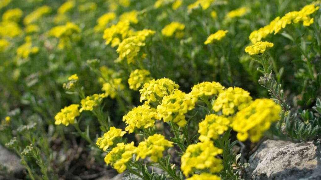 A close-up of a field with clusters of small, bright yellow flowers and some green leaves, showcasing companion plants to improve soil. Rocks are visible in the ground amongst the plants.
 omahagardener.com