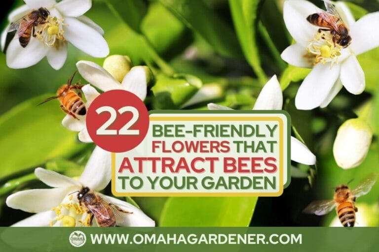 Image of flowers with bees and a text overlay that reads "22 Bee-Friendly Flowers that Attract Bees to Your Garden" with a website address www.omahagardener.com. omahagardener.com