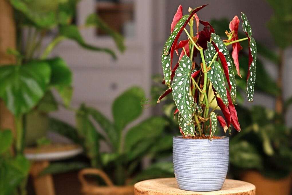 A potted Begonia maculata, with its distinctive polka-dotted leaves, sits on a wooden surface. Green plants in the blurred background suggest an indoor setting, perfect for following a Growing Guide for Begonia maculata. omahagardener.com