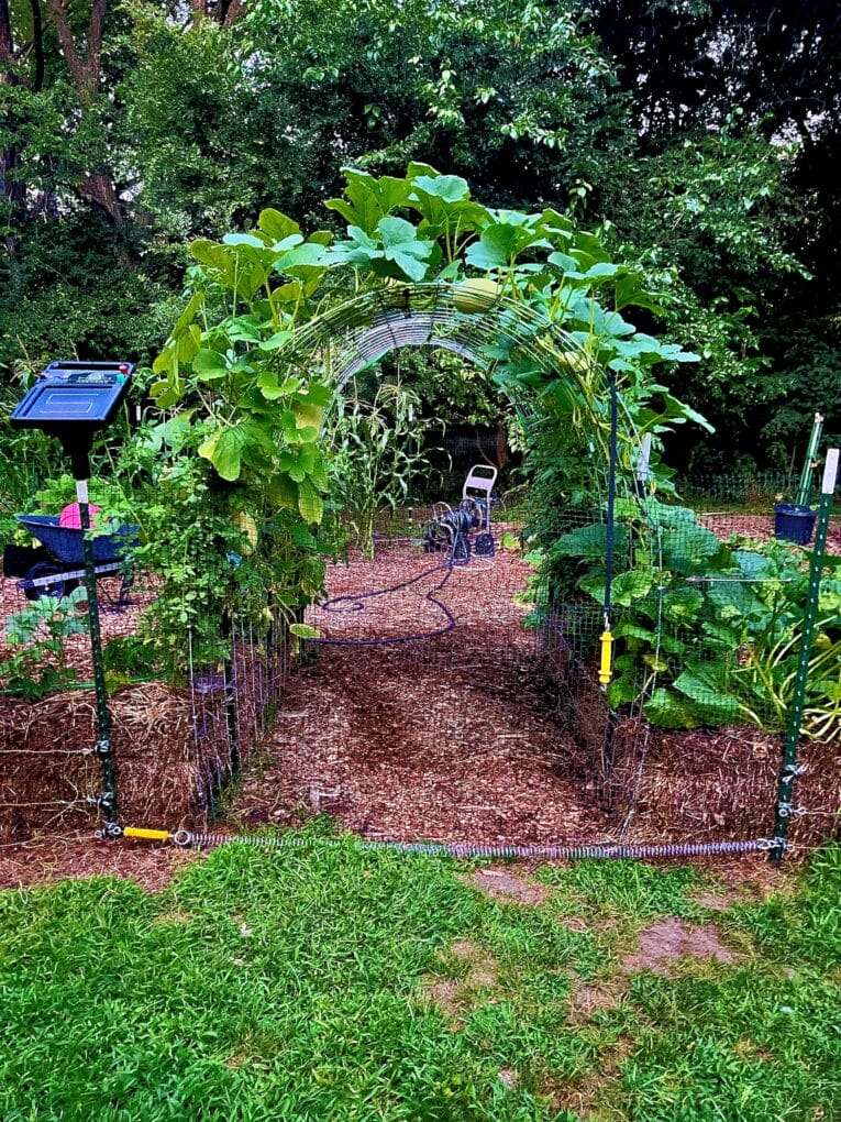 An archway made of metal fencing in a garden is covered with green vine plants. A garden hose and a chair are visible in the background. Digital devices on poles are on either side of the archway. omahagardener.com