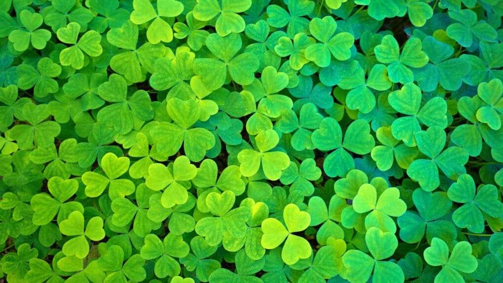 Close-up of a dense patch of green clover leaves with three lobes each, displaying a range of shades from light to dark green, making them perfect companion plants to improve soil health. omahagardener.com