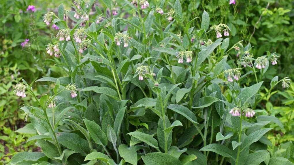 A green plant with long leaves and small, bell-shaped, pinkish-purple flowers grows beautifully in the garden, serving as an excellent companion plant to improve soil health. omahagardener.com