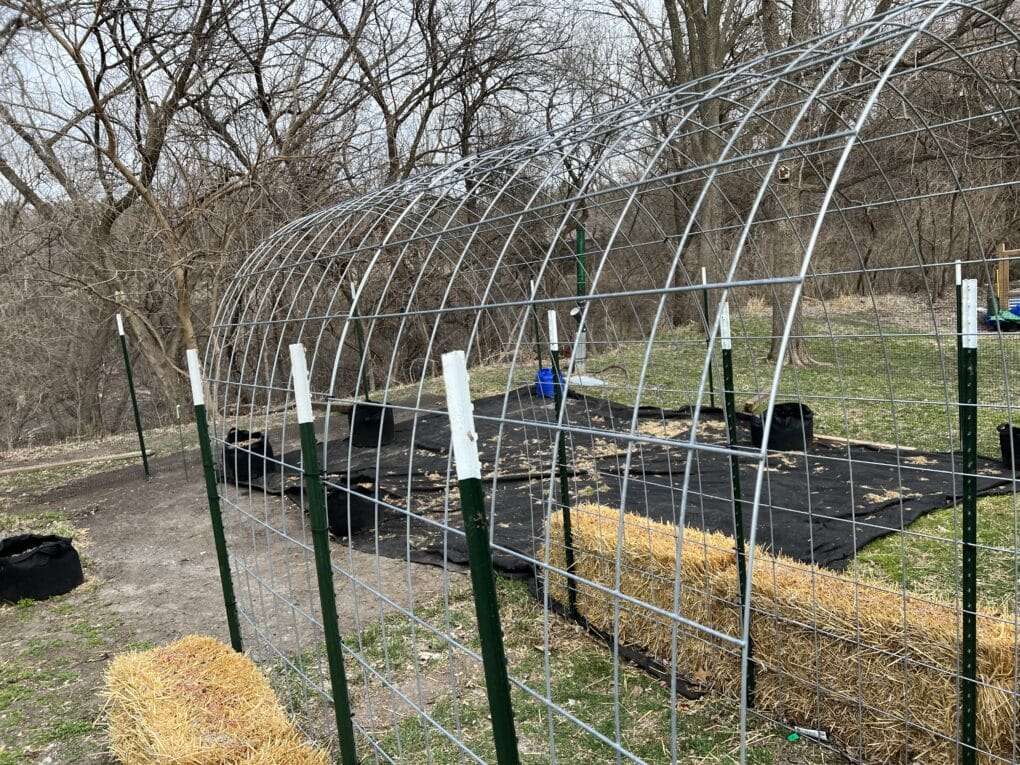 A garden setup with metal arch frames, hay bales, and ground covered with black fabric, surrounded by bare trees. omahagardener.com