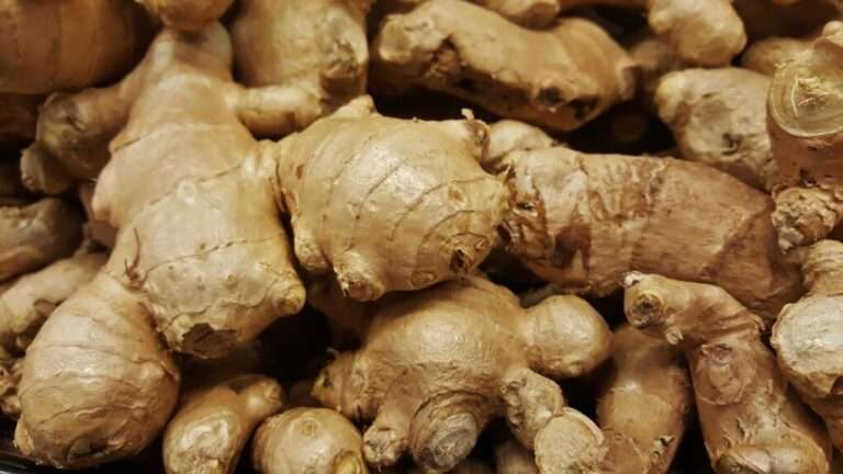 Close-up image of several fresh ginger roots, exemplifying the rewards of growing ginger at home. omahagardener.com