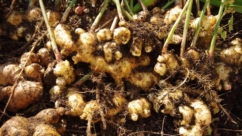 Harvested ginger roots, recently unearthed as part of growing ginger, lie on the ground with green stems still attached and covered in soil. omahagardener.com