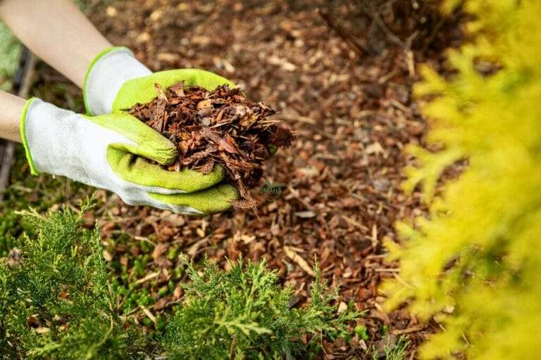 Two gloved hands hold a pile of mulch, with more mulch spread on the ground below and green plants in the foreground and background. omahagardener.com mulching