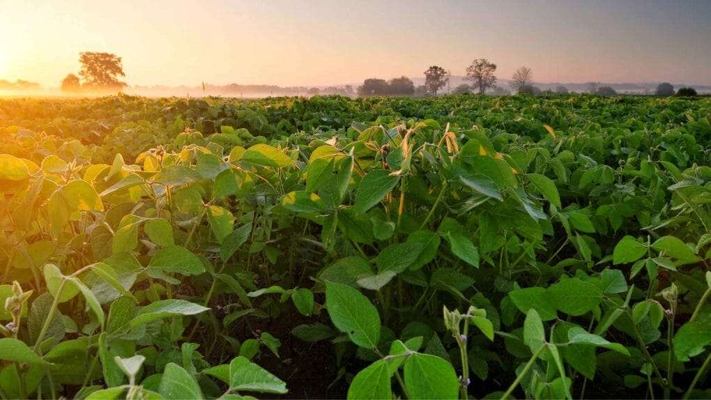 A lush green field of crops under a clear sky with the sun rising on the horizon, casting a warm golden light over the landscape. Companion plants to improve soil thrive among the rows, and trees are visible in the distance. omahagardener.com