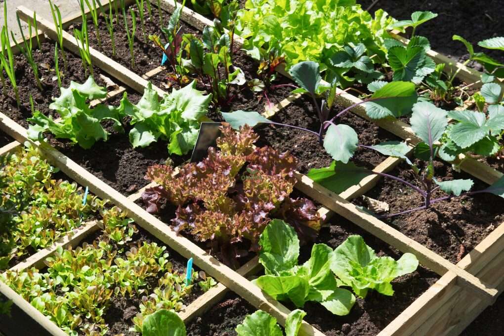 A raised garden bed divided into sections, featuring various leafy greens and vegetables growing healthily under sunlight. omahagardener.com