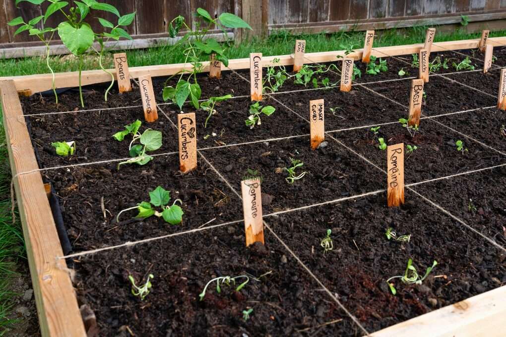 A wooden raised garden bed, designed for square foot gardening, features young plant seedlings with wooden markers indicating tomatoes, cucumbers, and romaine lettuce. The bed is neatly sectioned off with string. omahagardener.com