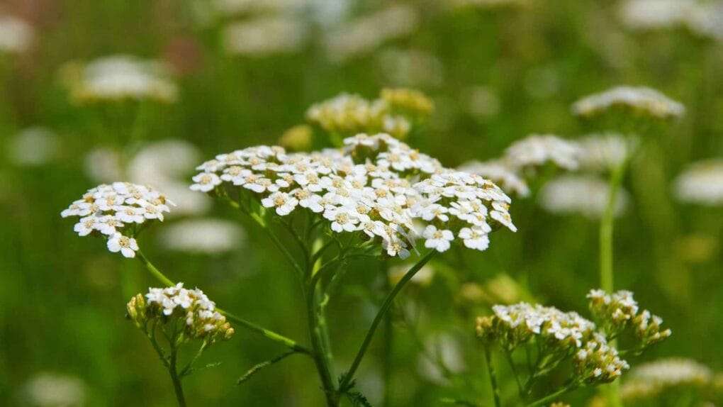 Close-up of small white flowers with green stems and foliage in a grassy field, demonstrating the benefits of companion planting. omahagardener.com