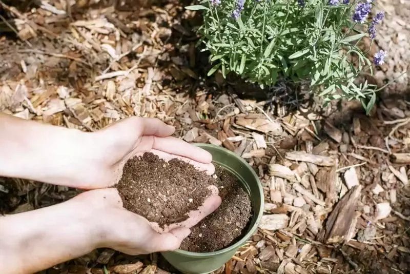 Hands holding soil above a green plant pot, with a lavender plant and mulch in the background, preparing to propagate lavender using fresh potting mix. omahagardener.com