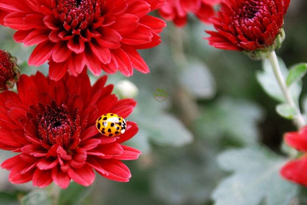 A yellow ladybug with black spots sits on the petal of a red chrysanthemum flower, surrounded by additional blossoms and green foliage in the background. This scene captures nature's own eco-friendly pest control at work. omahagardener.com