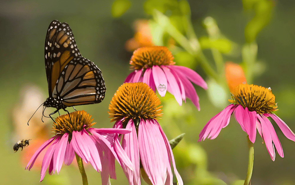 A monarch butterfly rests on a pink coneflower while a bee approaches another flower in this sunlit pollinator garden filled with native plants. omahagardener.com