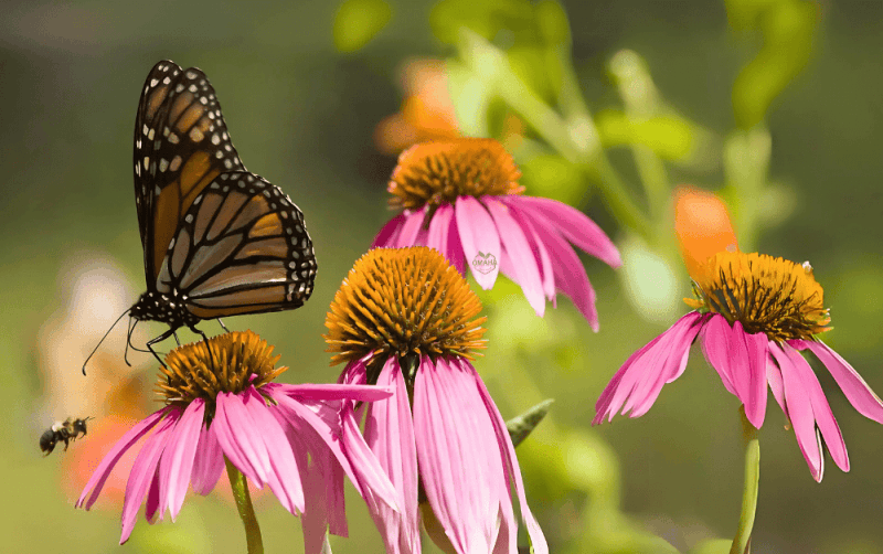 A monarch butterfly rests on a pink coneflower, with a bee flying nearby—an example of how attracting pollinators in your garden supports wildlife and helps counter the impacts of climate change. omahagardener.com