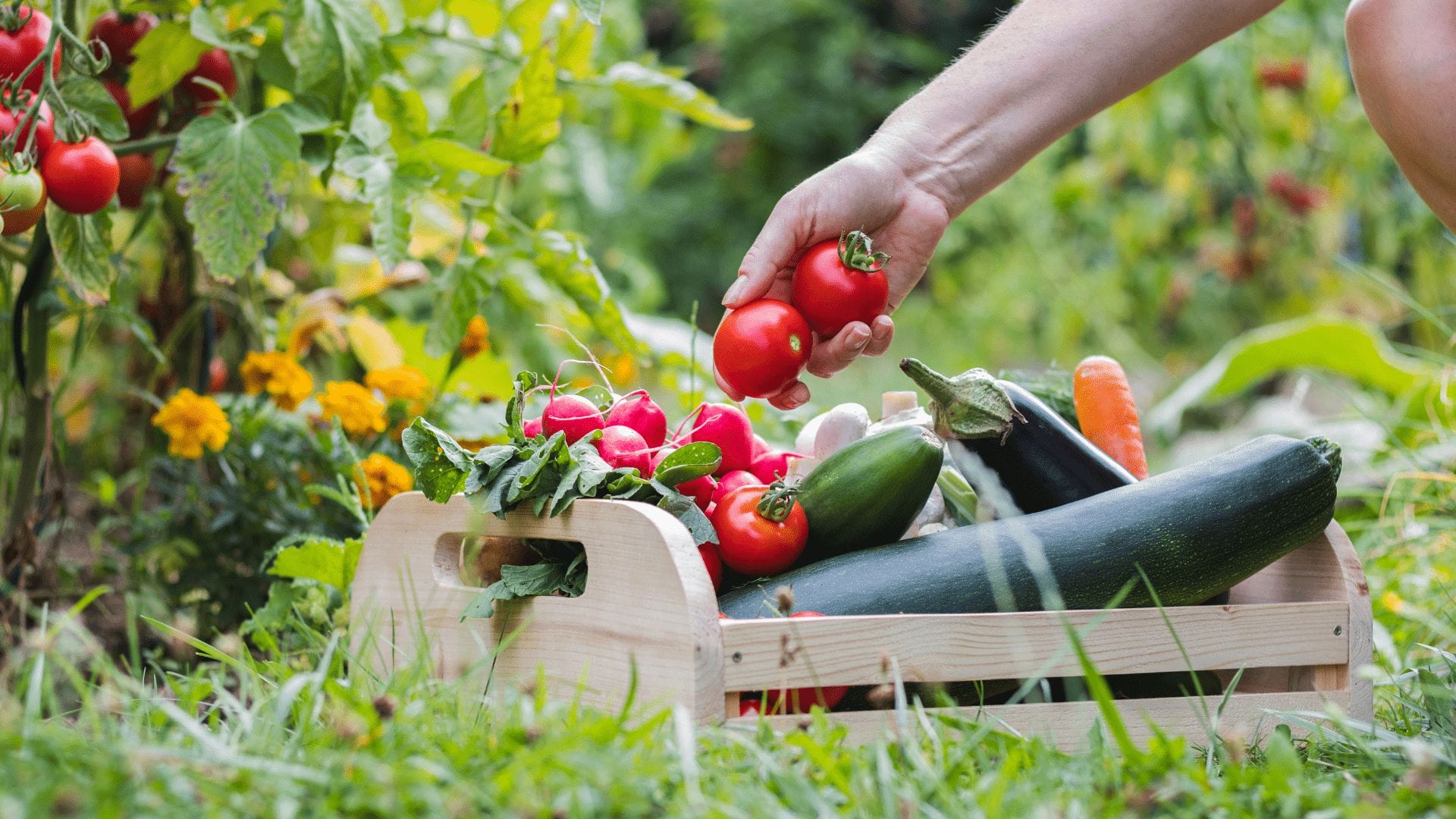 A person practices organic gardening by placing fresh tomatoes into a wooden crate filled with assorted vegetables, including zucchini, radishes, and eggplant, in a garden setting. omahagardener.com