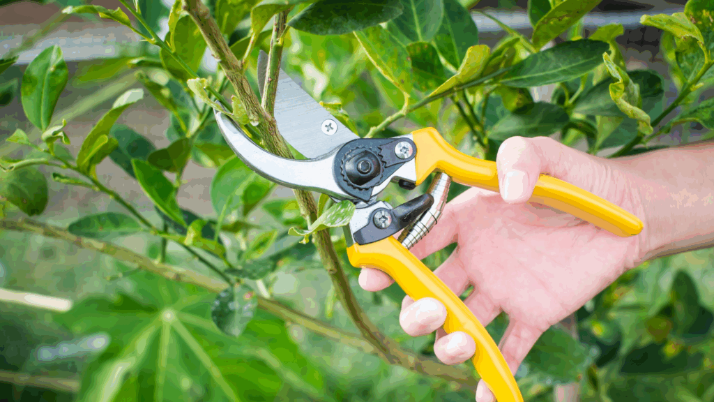 A hand holding yellow garden pruners cuts a leafy green branch from a plant, perfect for Spring Garden Cleaning tasks. omahagardener.com