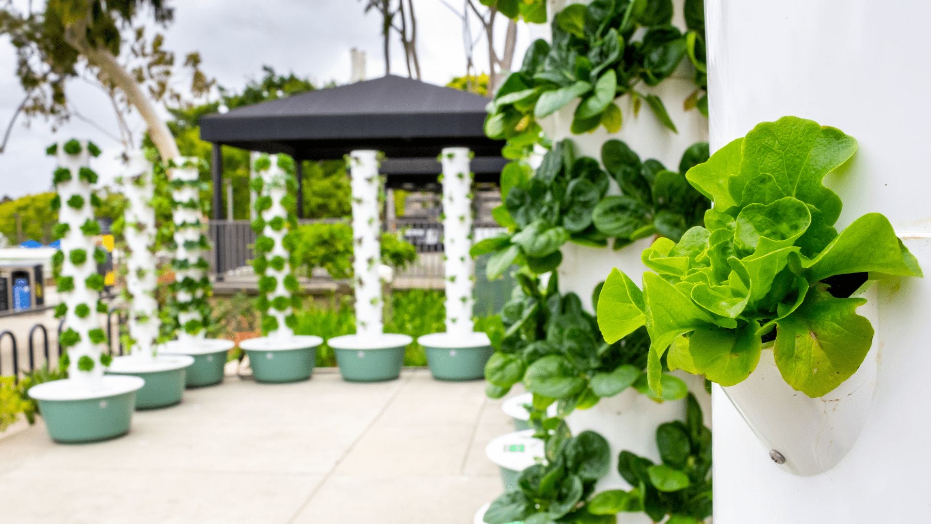 Vertical Hydroponic Towers with lush leafy greens thrive in white tubes, arranged outdoors on a paved surface for efficient, space-saving gardening. omahagardener.com