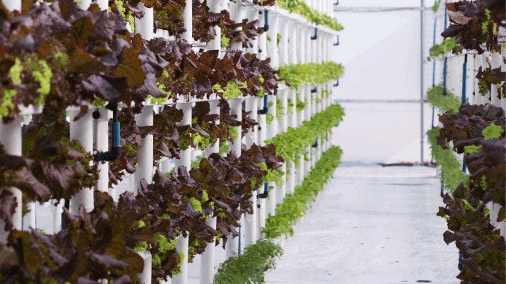 Rows of leafy green and red lettuce plants thrive on a Vertical Hydroponic Tower system, growing vertically in an indoor farm with white pipes and a bright, clean environment. omahagardener.com