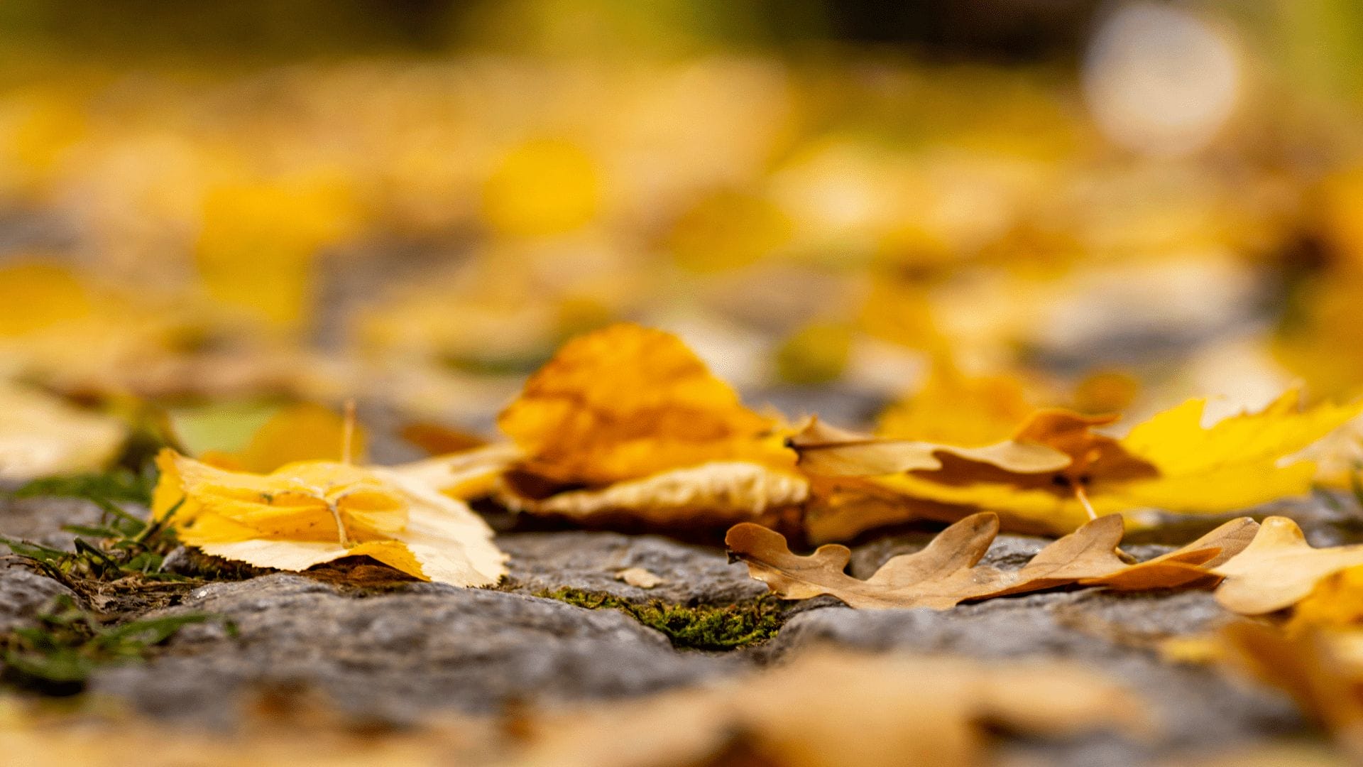 Autumn Leaves