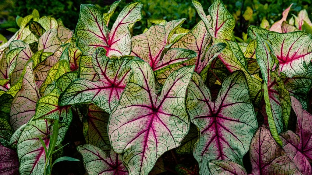 Cluster of large, green, heart-shaped leaves with prominent pink veins and a network of dark green markings, Elephant Ear Plants grow densely together for a lush display. omahagardener.com