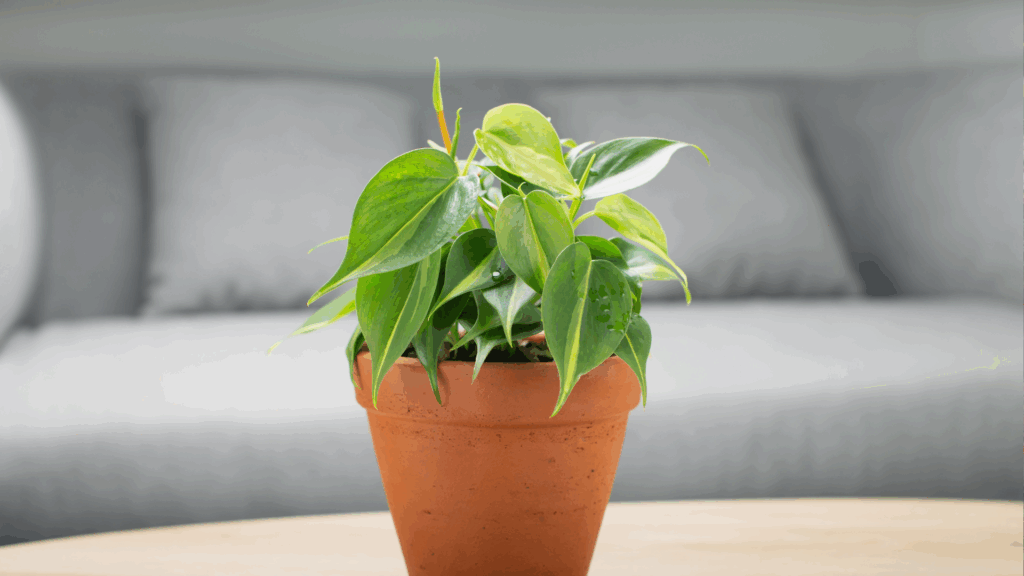 Philodendron Growing Guide: Complete Care Tips 1 A potted green houseplant sits on a wooden table with a gray couch in the background, offering inspiration for your own space—discover tips in our Philodendron Growing Guide. omahagardener.com