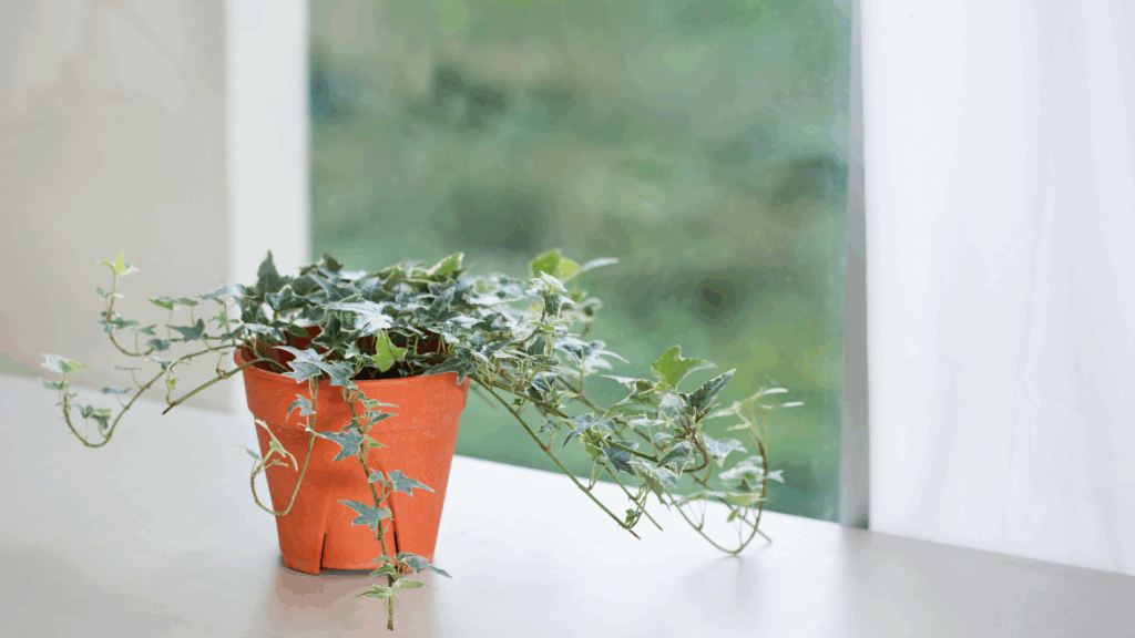 Growing English Ivy: The Ultimate Guide to Beautiful, Fast-Spreading Vines 1 A potted English Ivy plant with trailing vines sits on a white surface next to a window with a green outdoor view and a white curtain, perfect for those seeking inspiration from an indoor growing guide. omahagardener.com