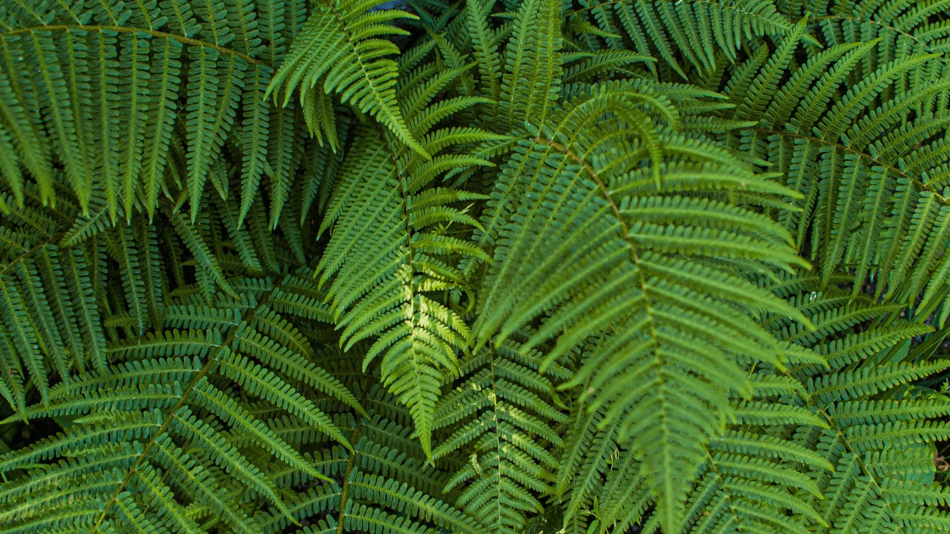 Boston ferns