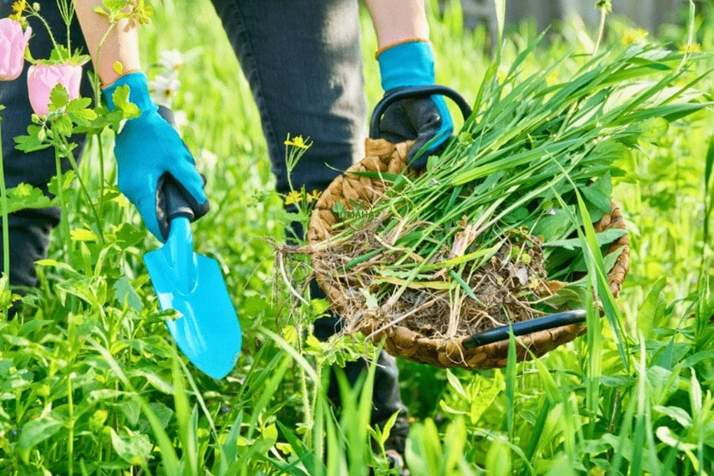 Controlling Invasive Weeds