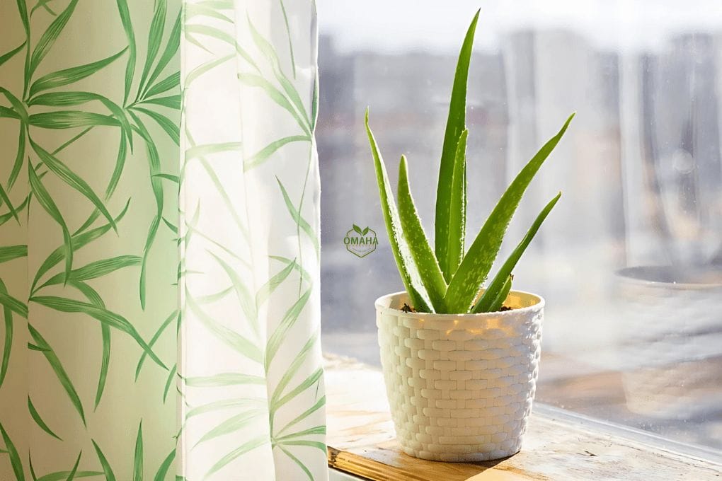 A potted aloe vera plant sits on a wooden windowsill beside a curtain with a green leaf pattern, with sunlight streaming through the window. omahagardener.com